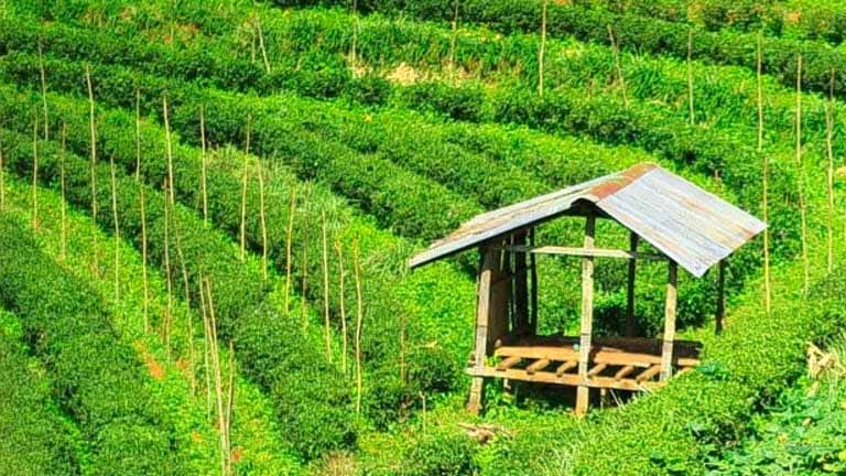 Tea Plantations